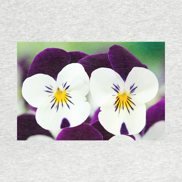 Viola  Rocky White with Purple Wings  Rocky series by chrisburrows